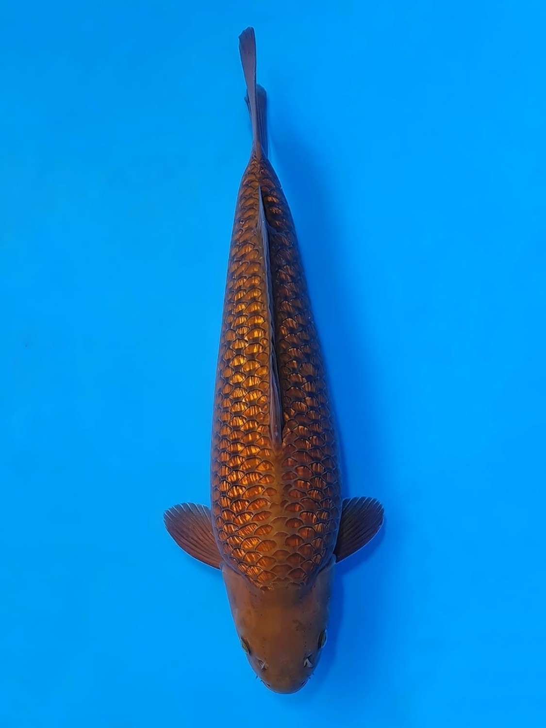 Best In Size E 51 - 55 cm
