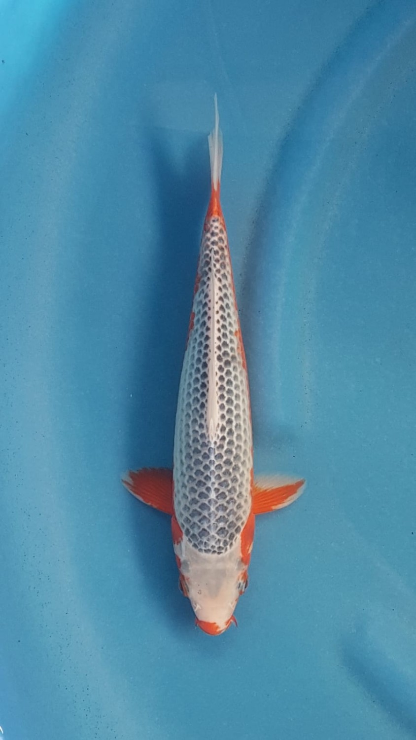 Juara 1