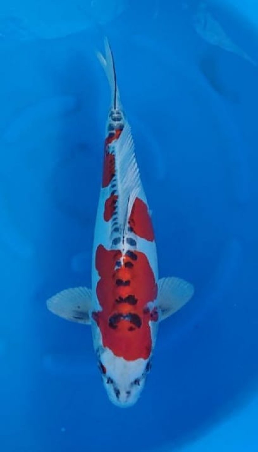 Juara 1