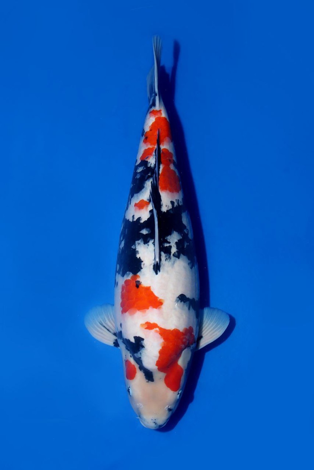 Juara 5