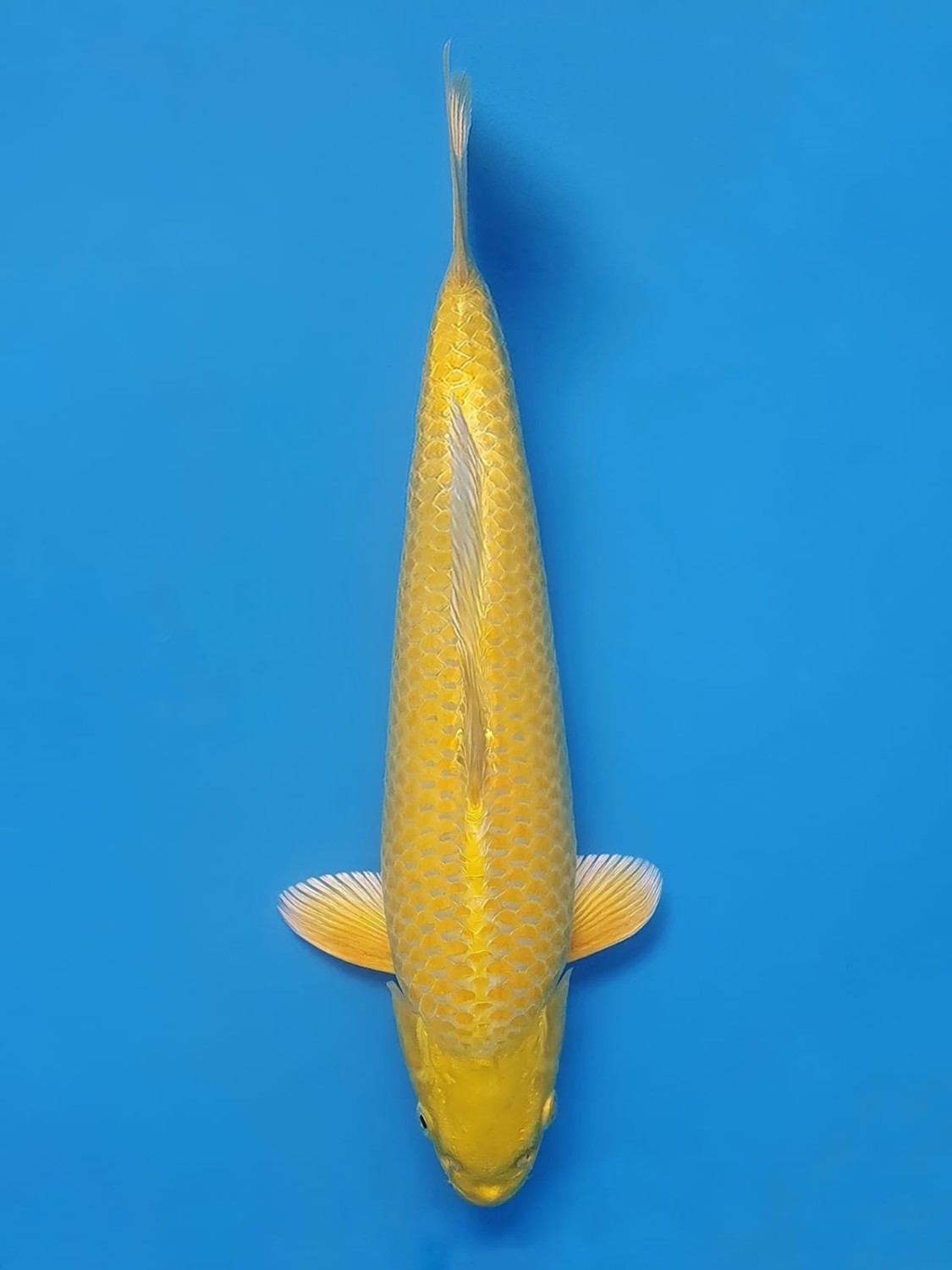 Juara 3