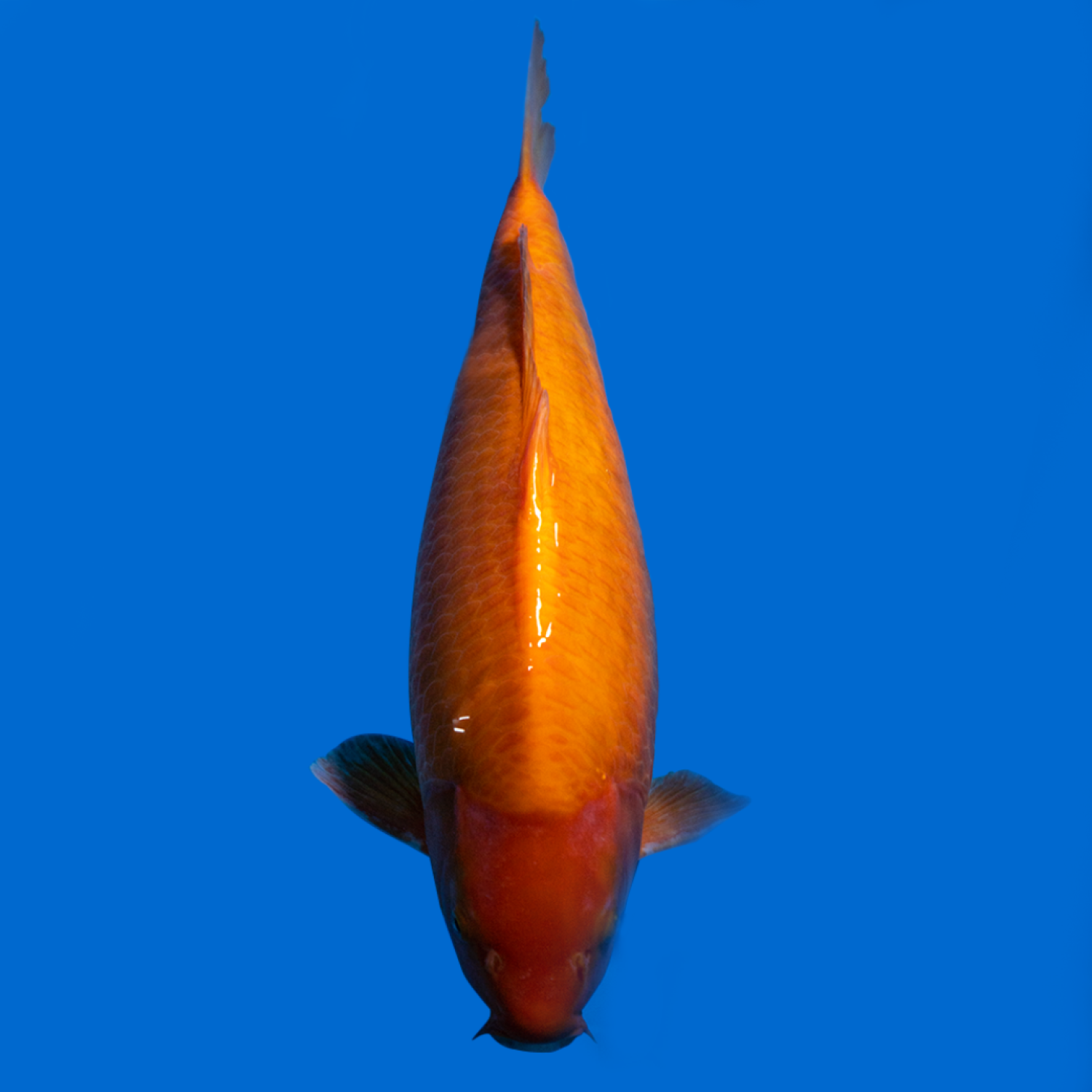 Juara 2
