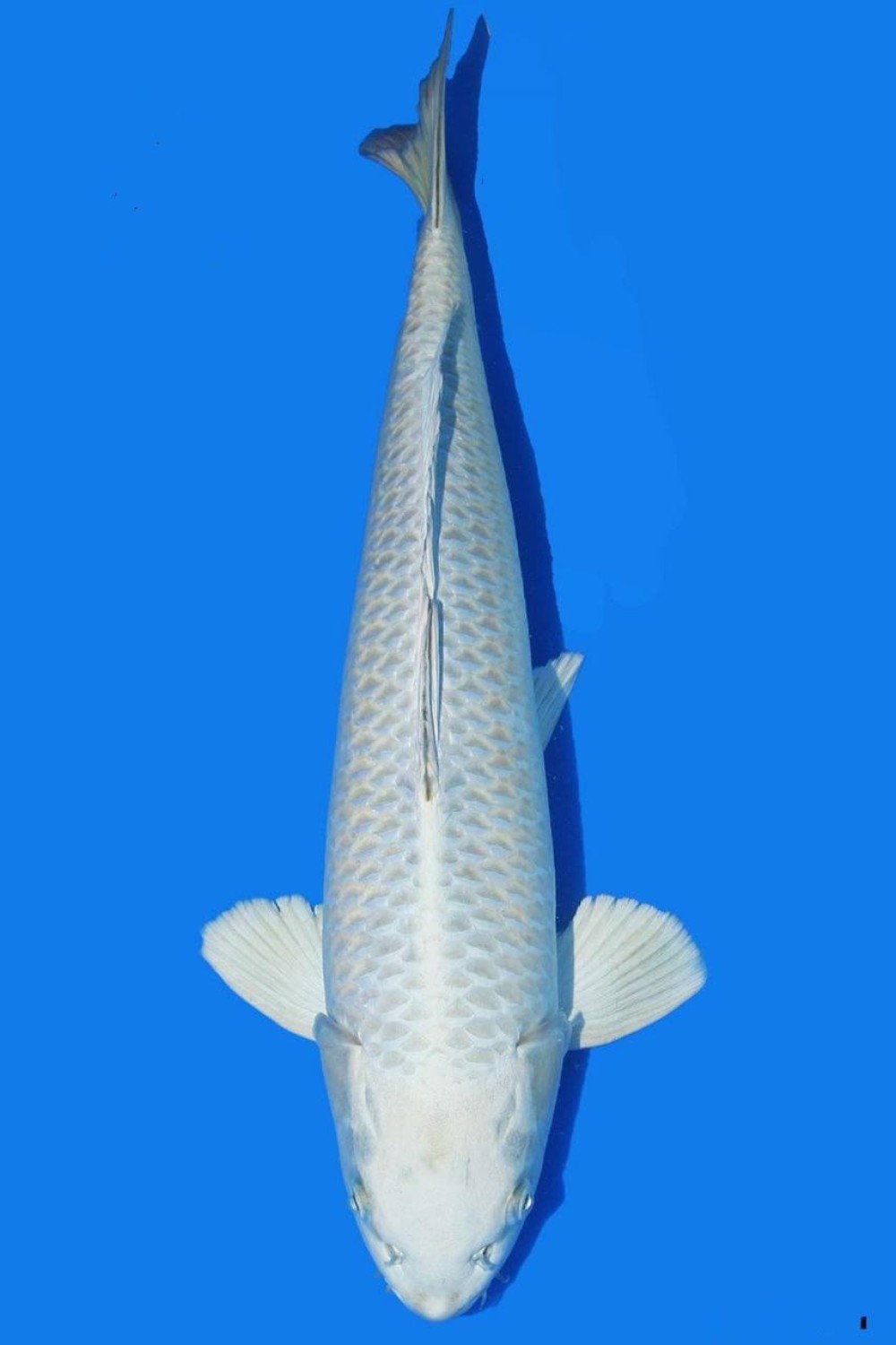Juara 3