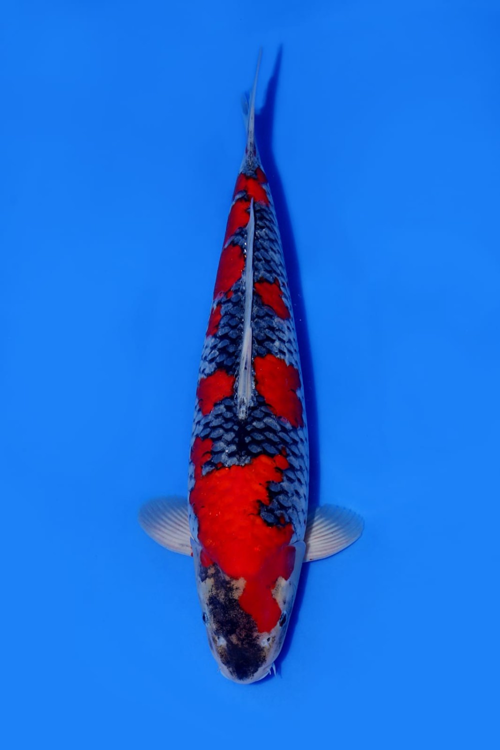 Juara 1