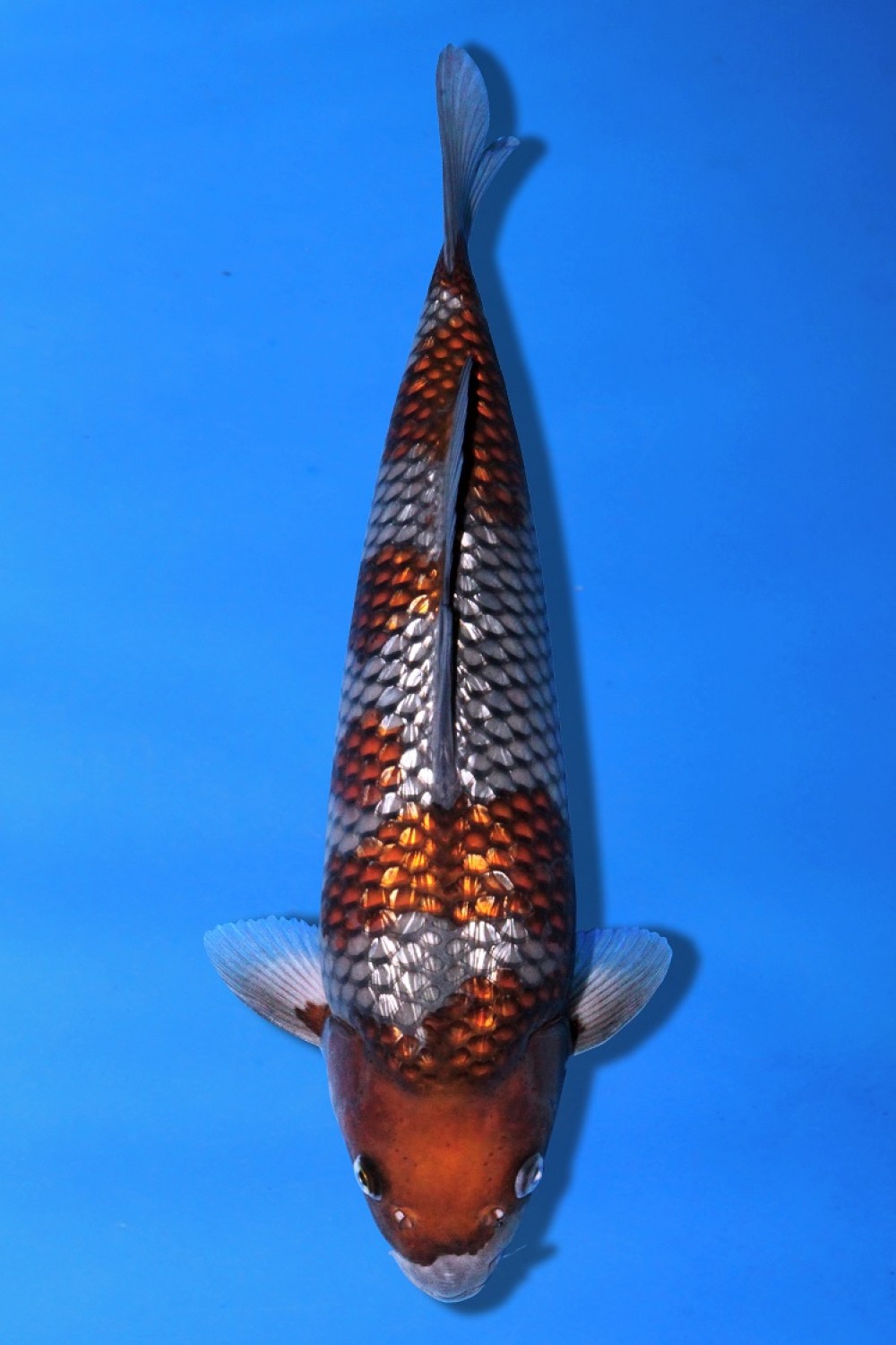 Juara 3