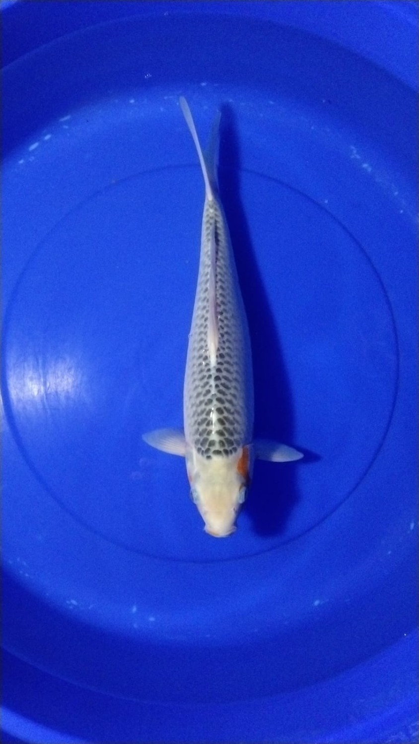 Juara 4