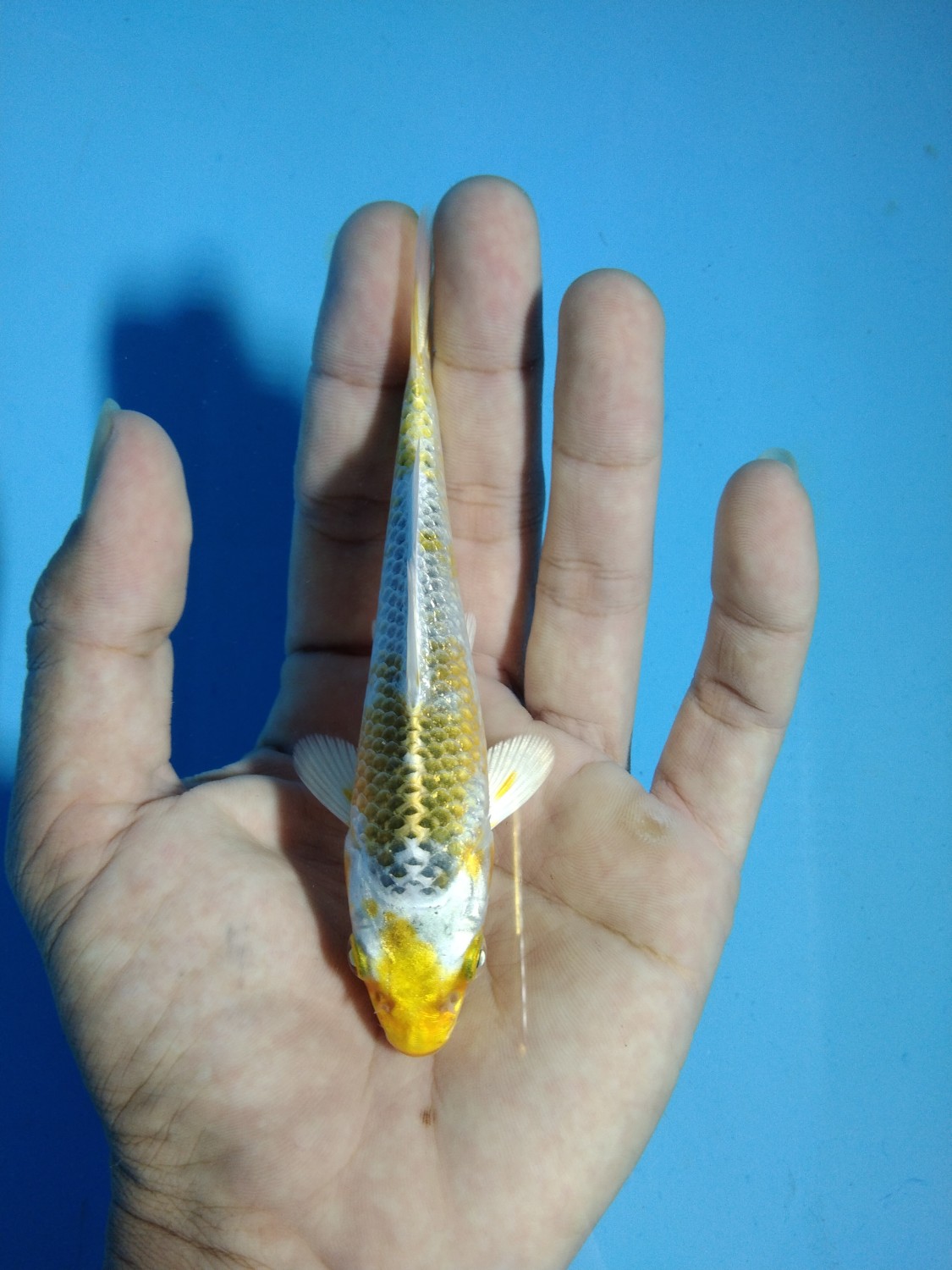 Juara 3