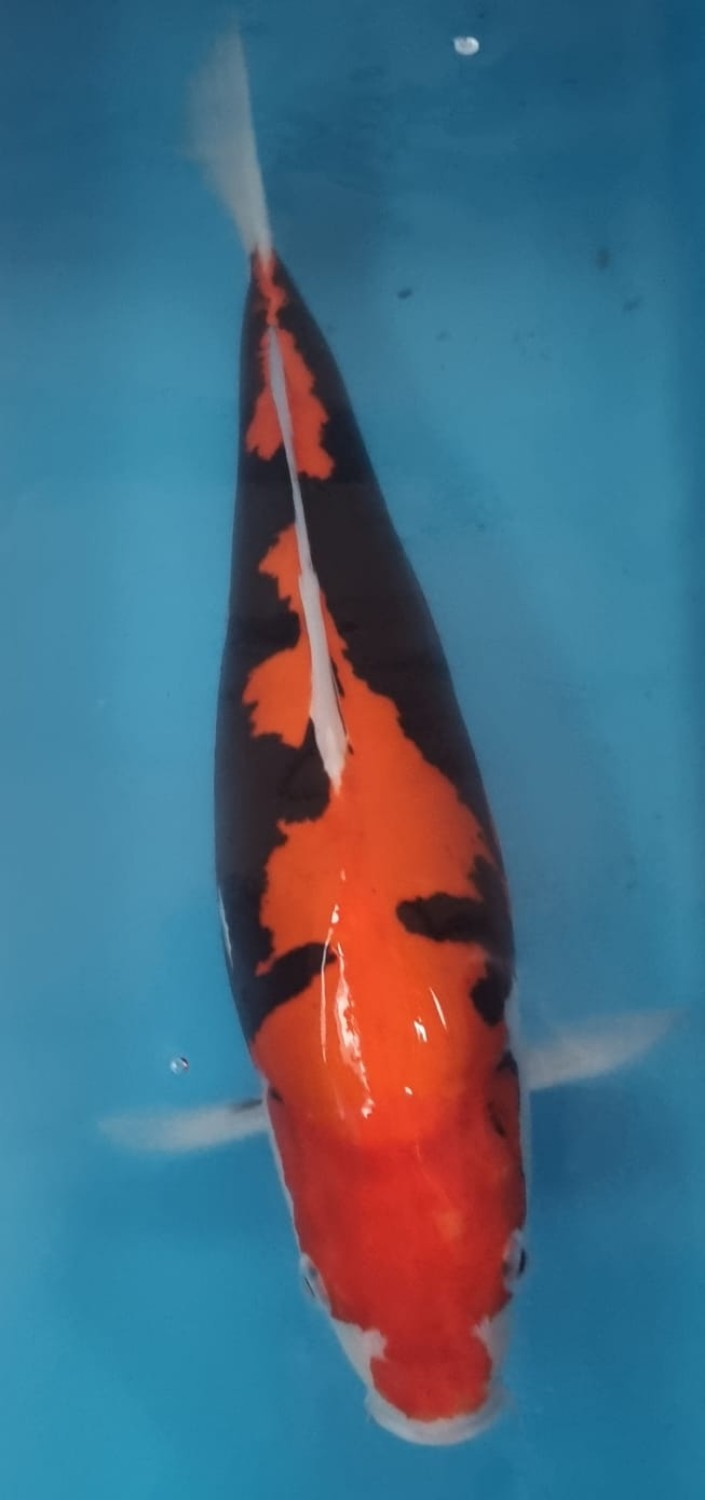 Juara 1