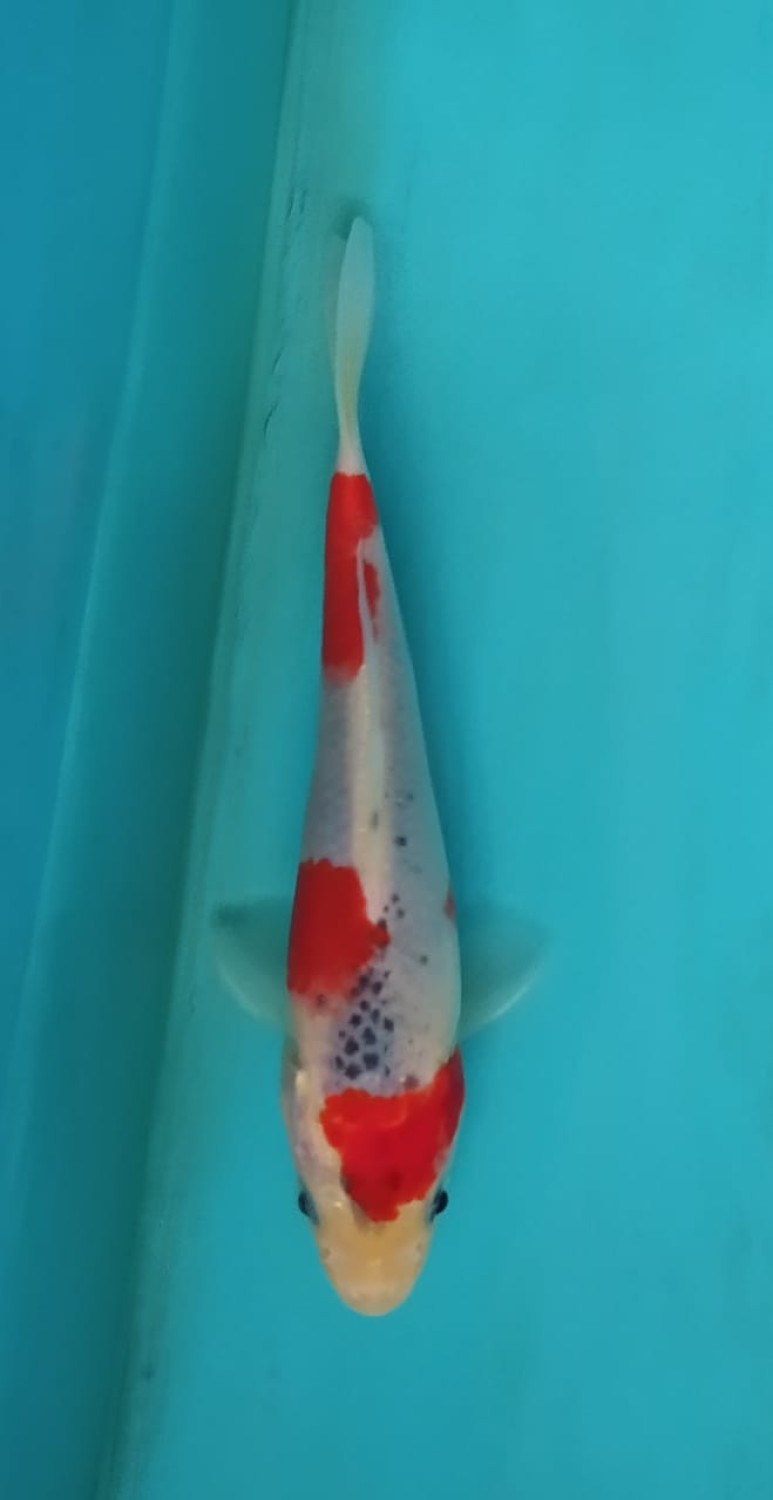 Juara 3