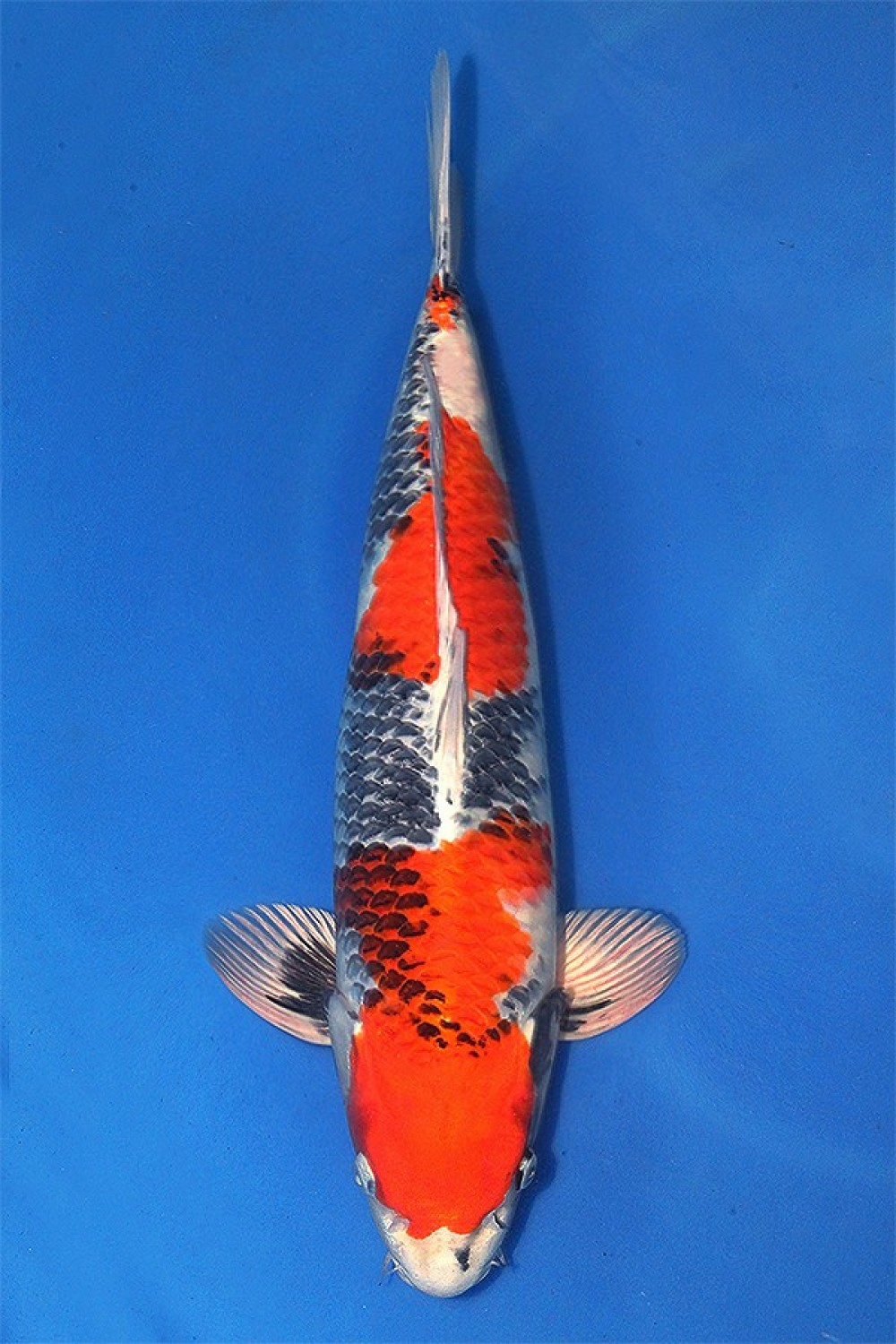 Juara 1