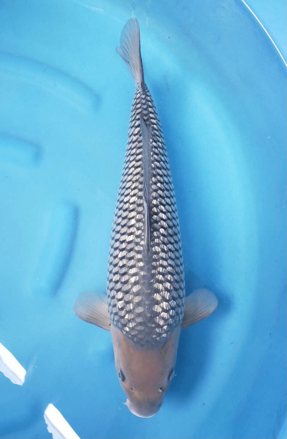Best In Size E 51-55 Cm