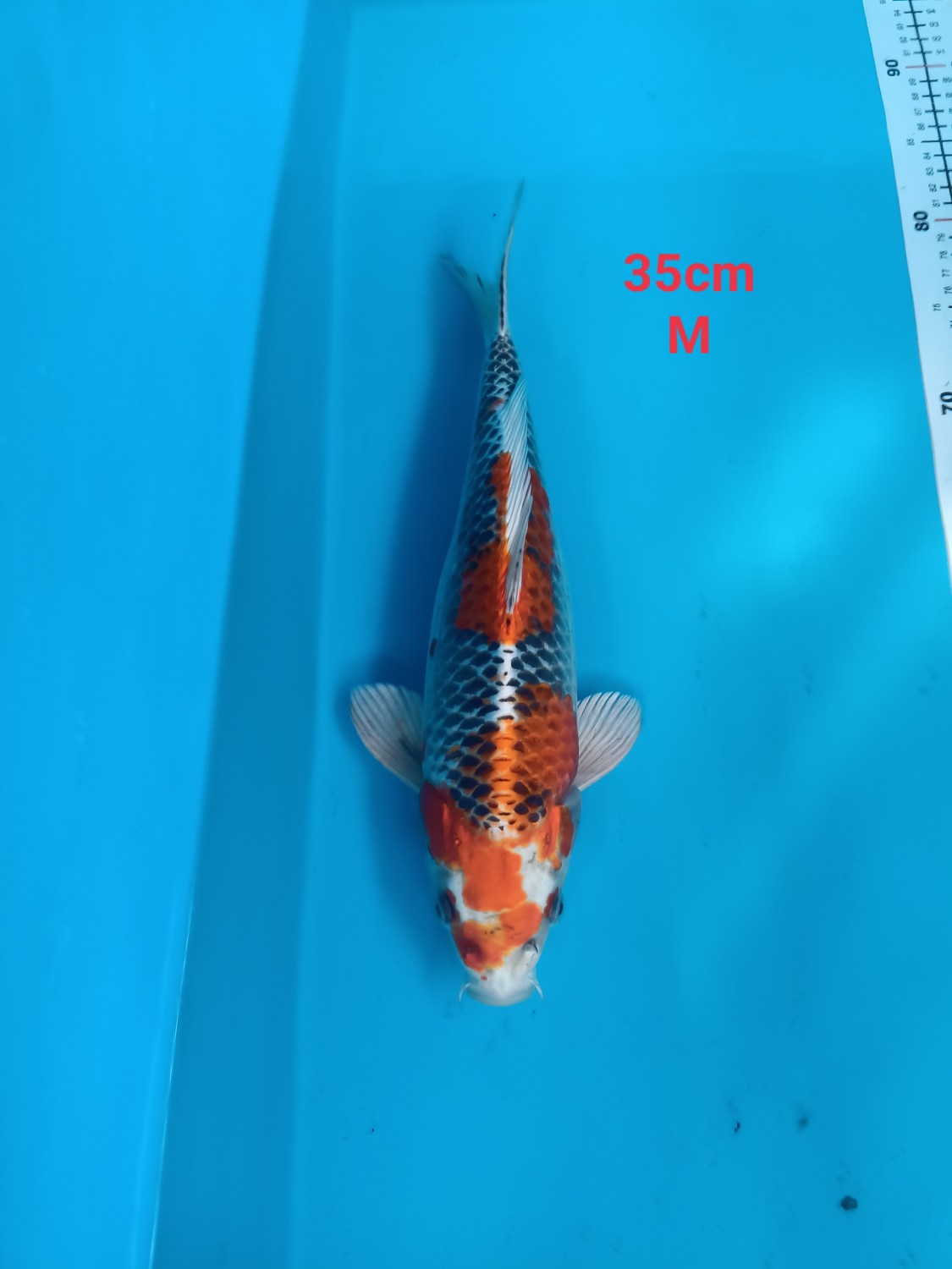 Juara 2