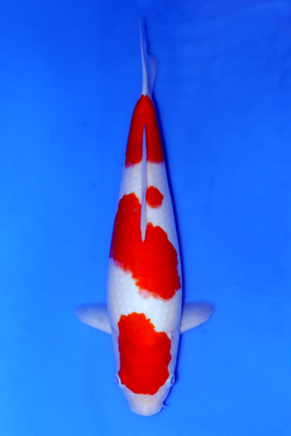 Juara 1