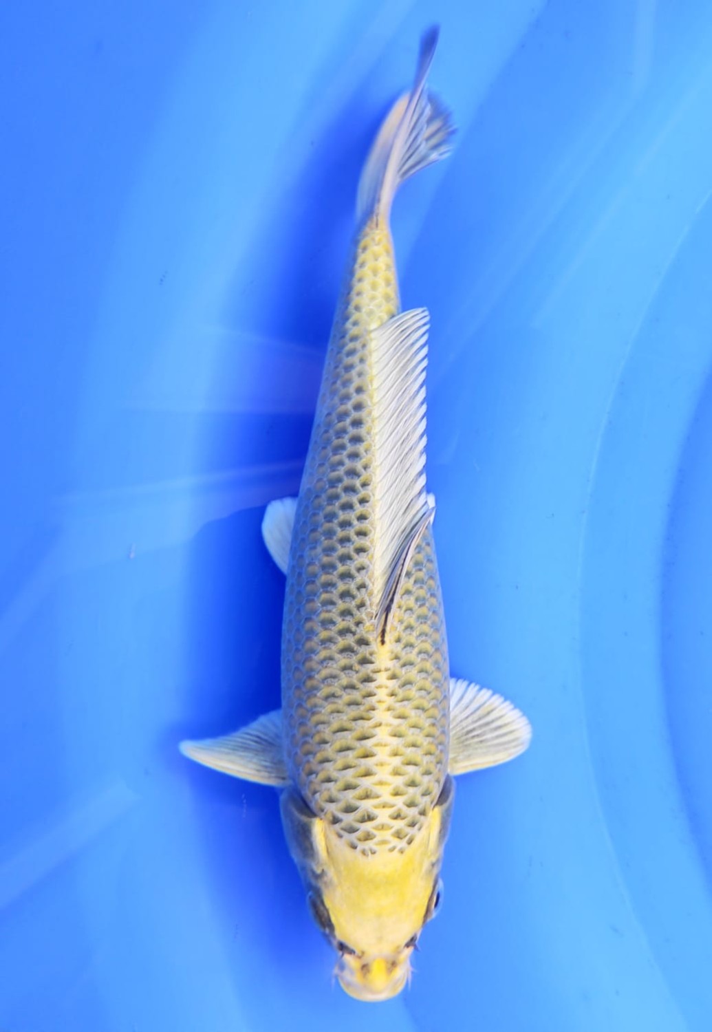 Juara 4