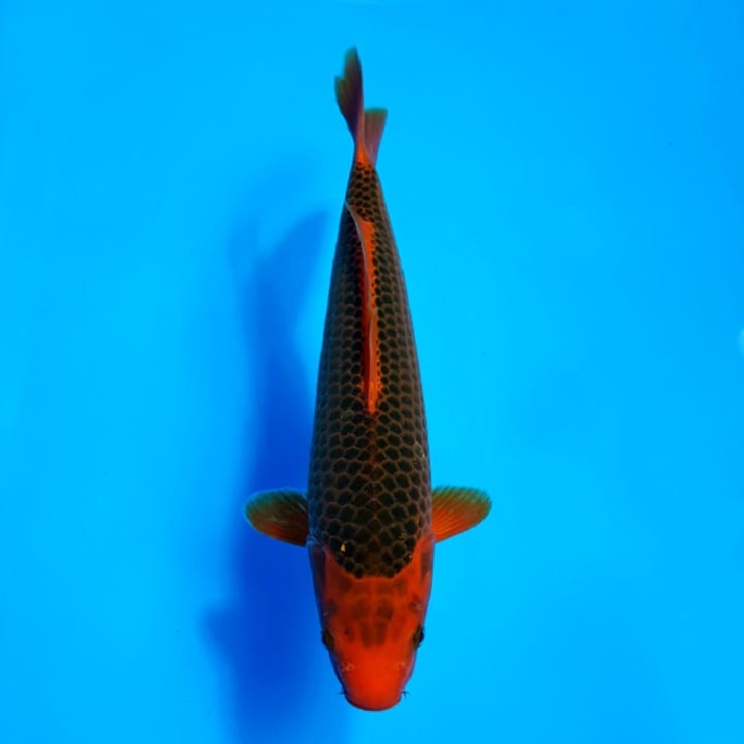 Juara 1