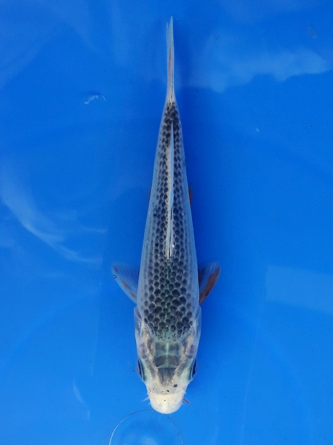 Juara 5