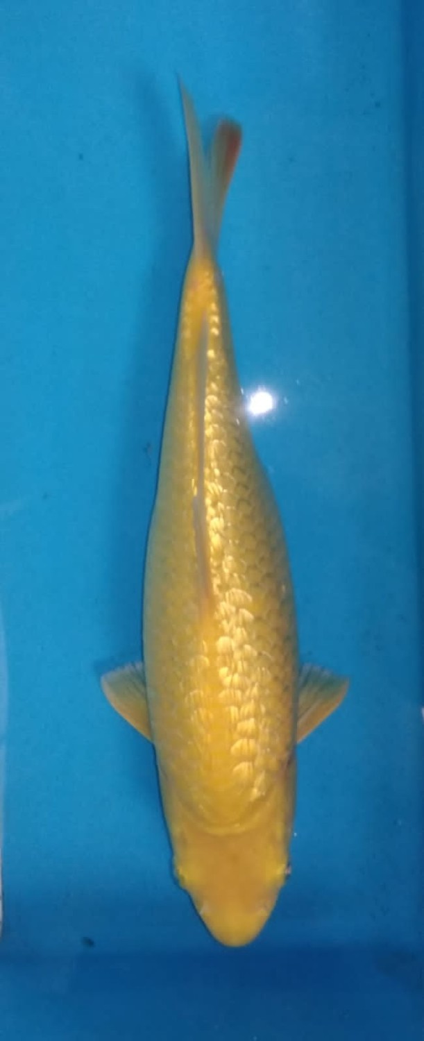 Juara 2