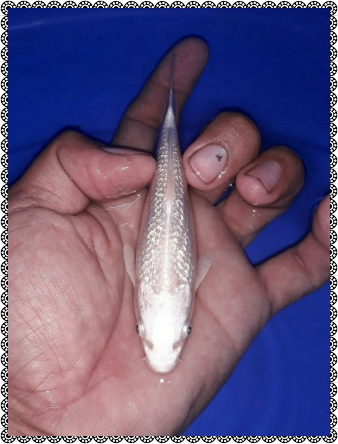 Juara 2