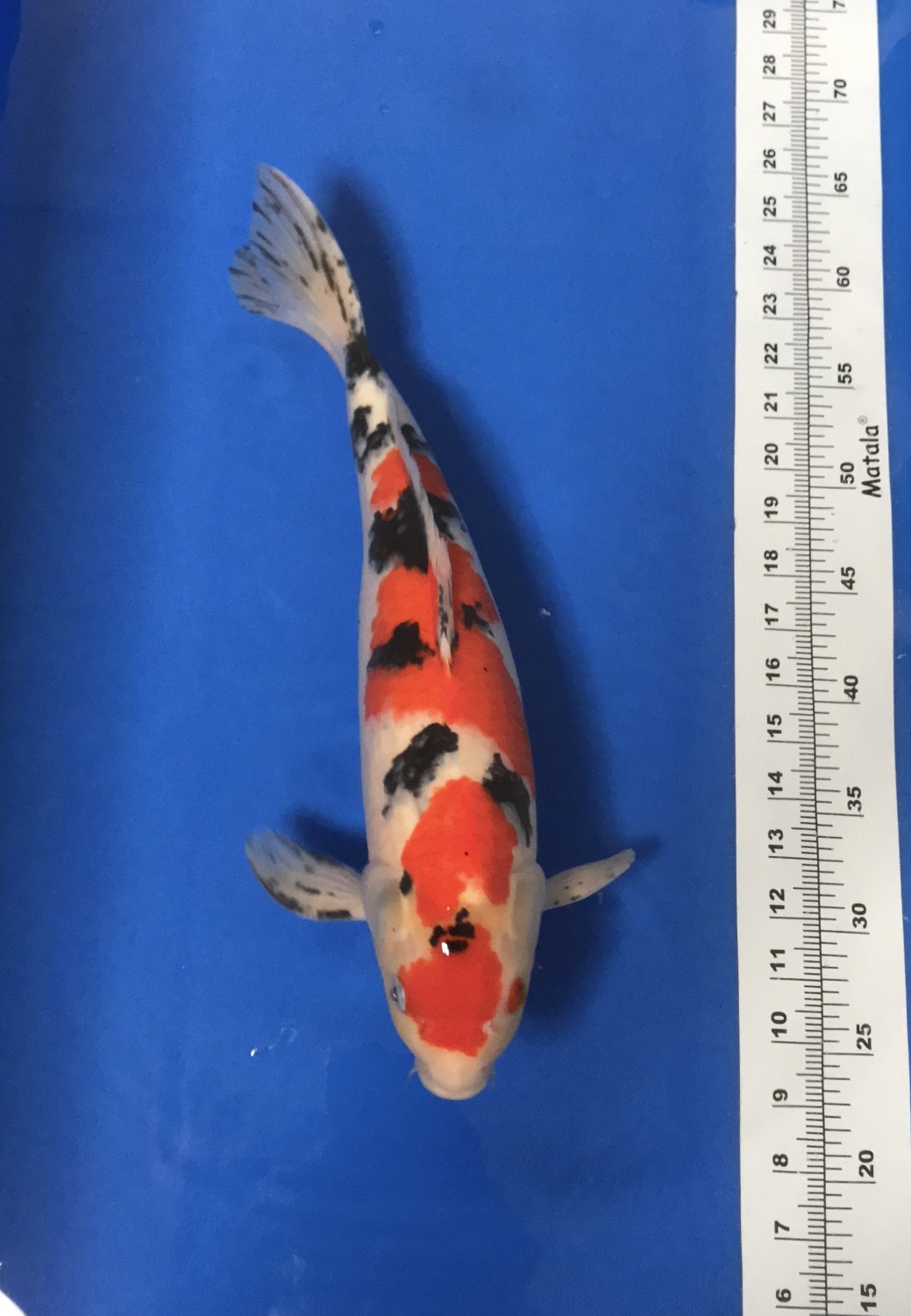Juara 5