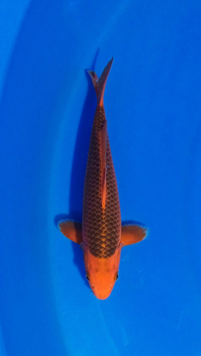 Juara 2