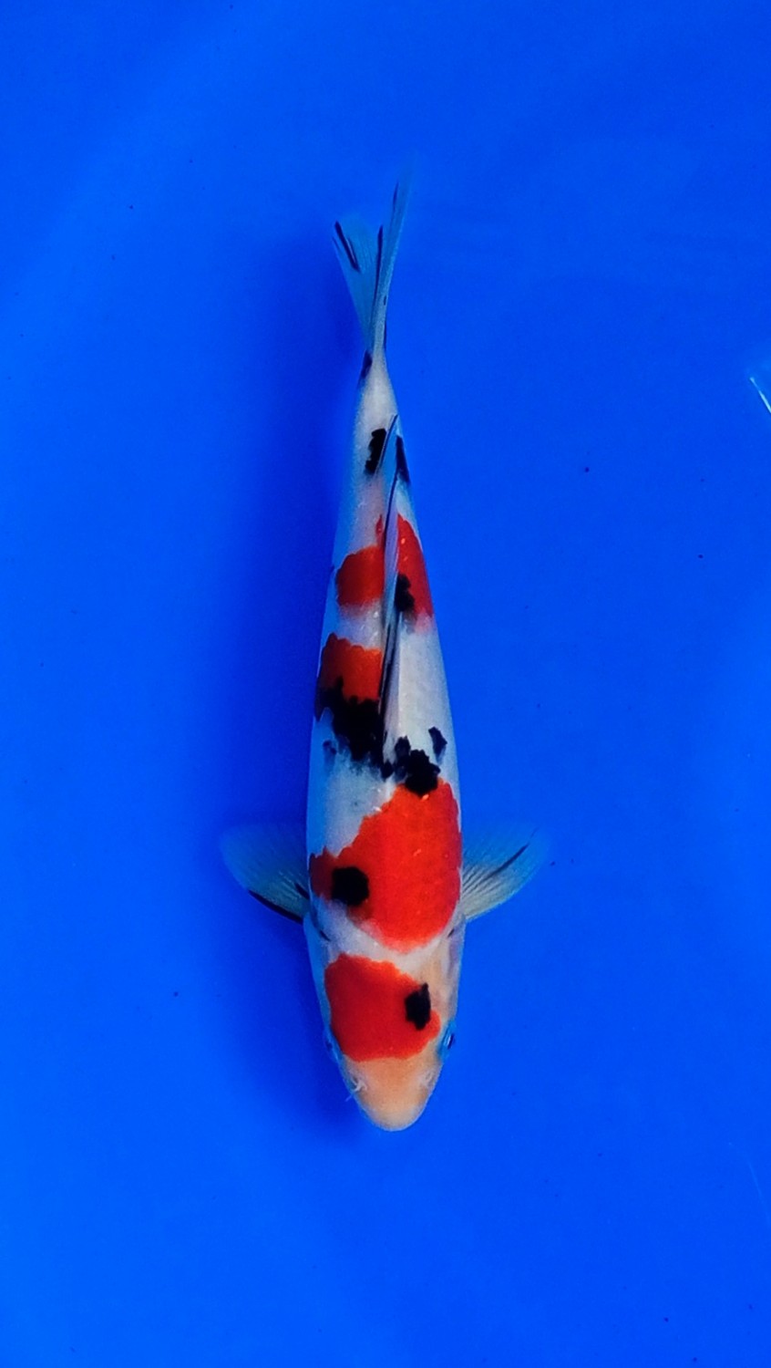 Juara 3