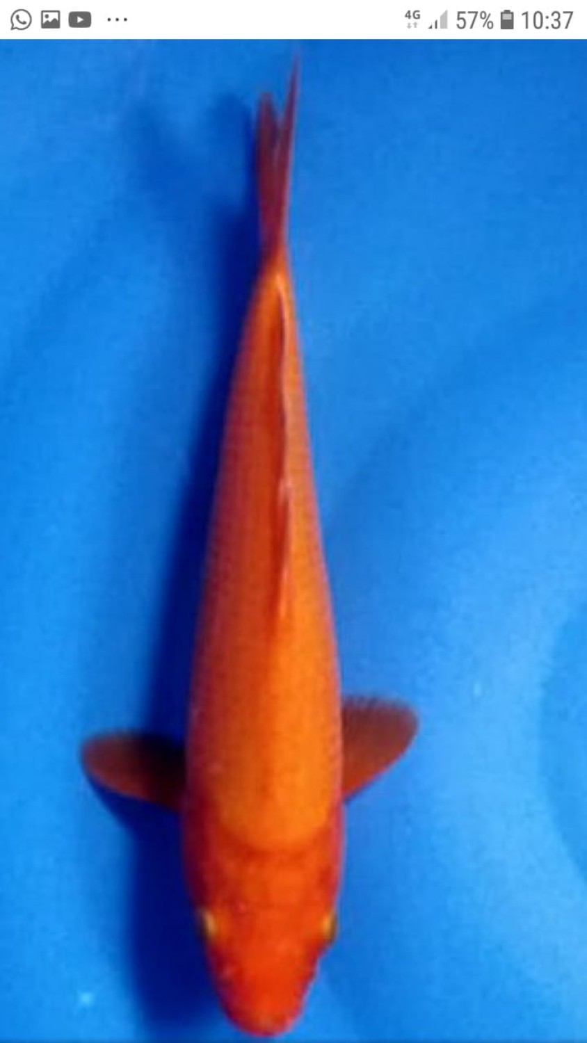 Juara 1
