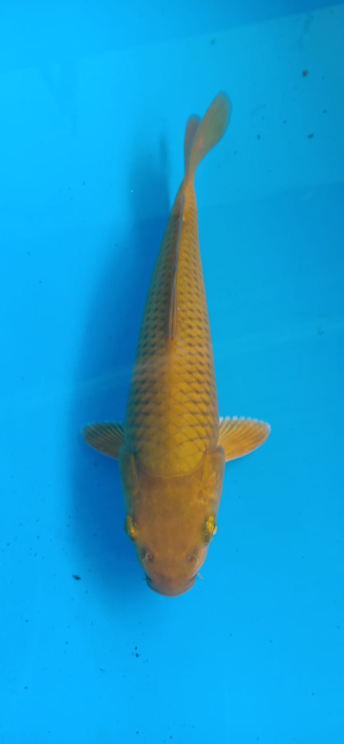 Juara 4
