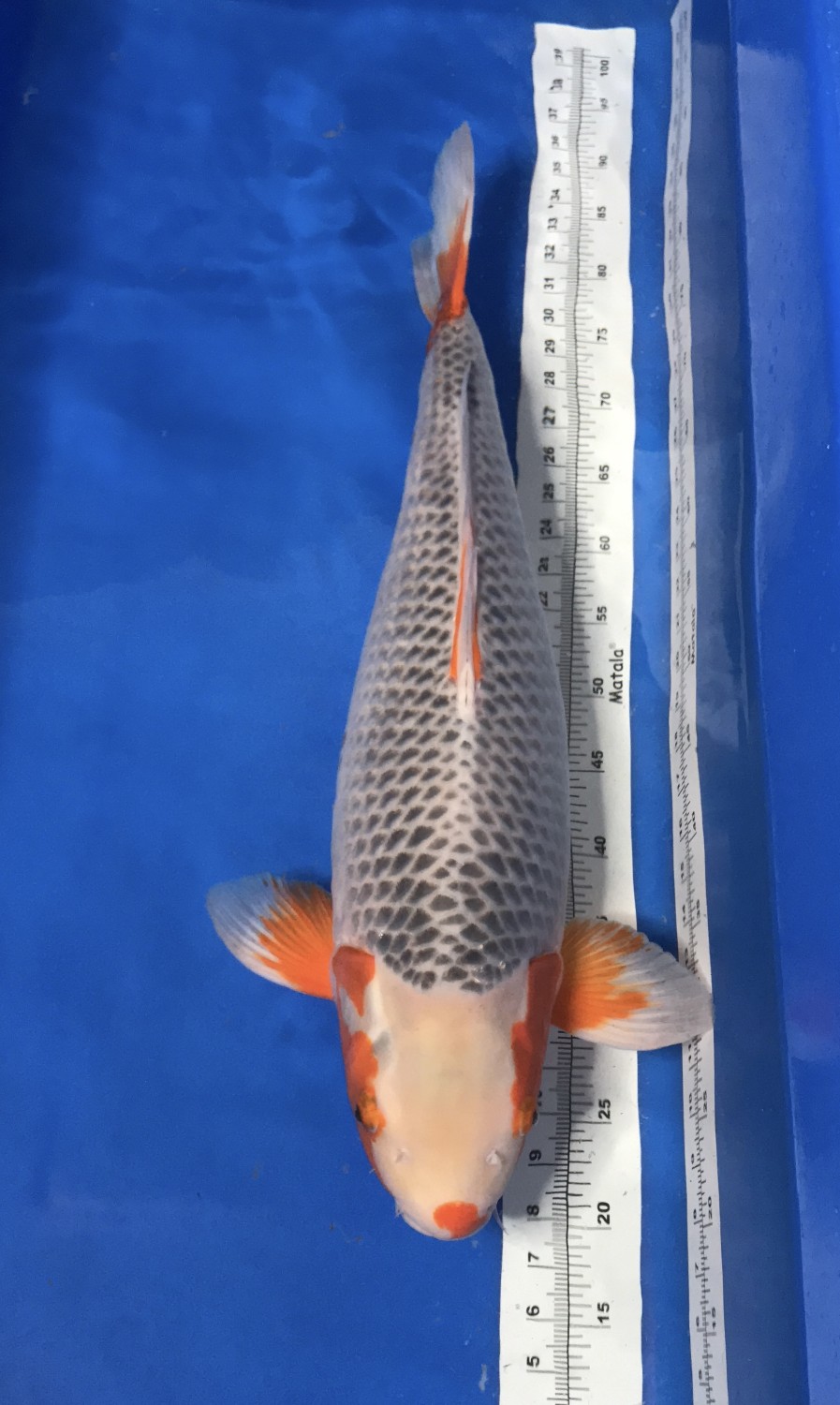 Juara 1