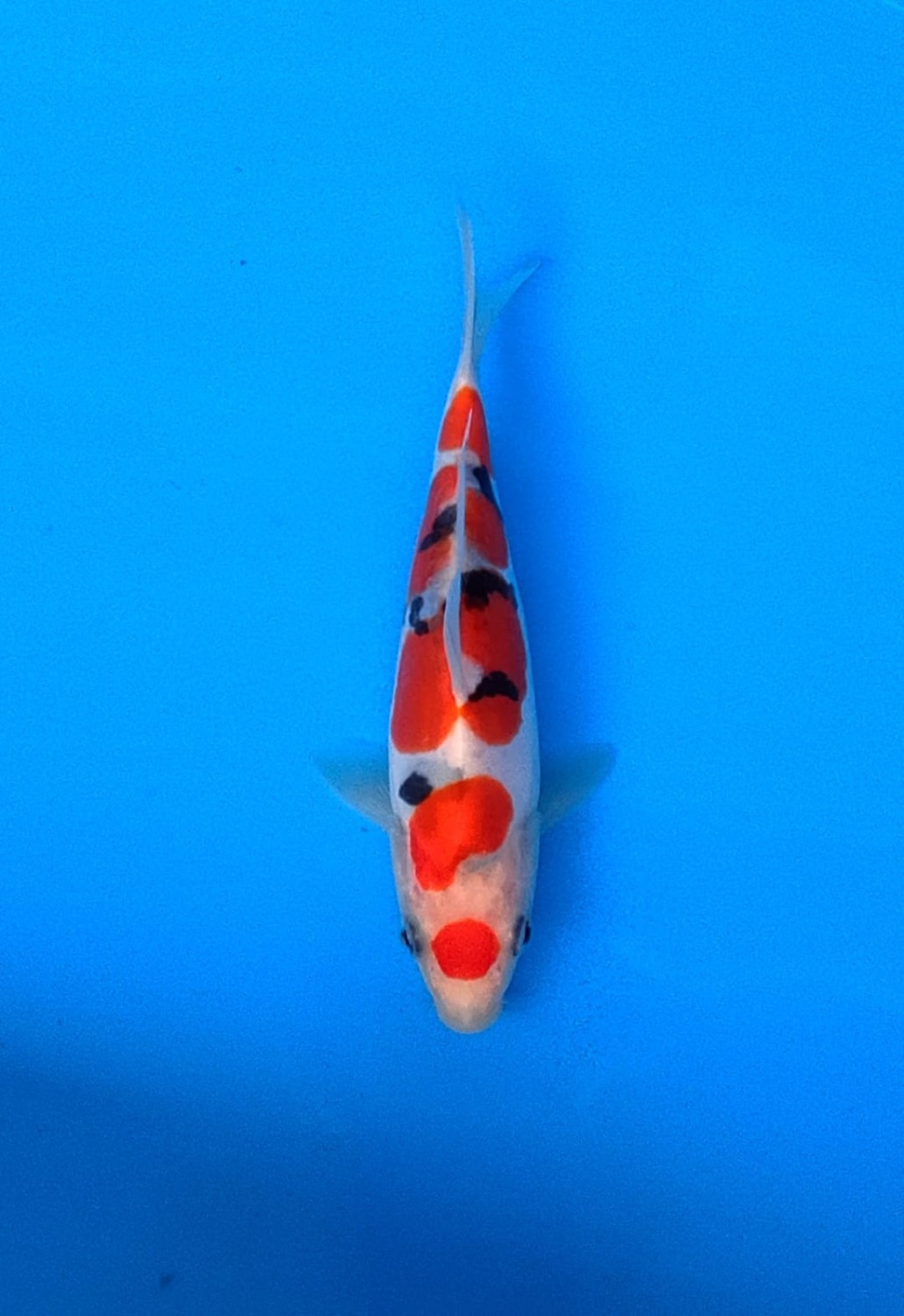 Best In Size C 13-15 Cm