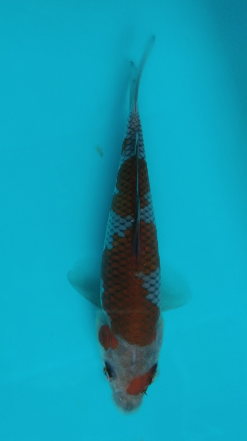 Juara 2