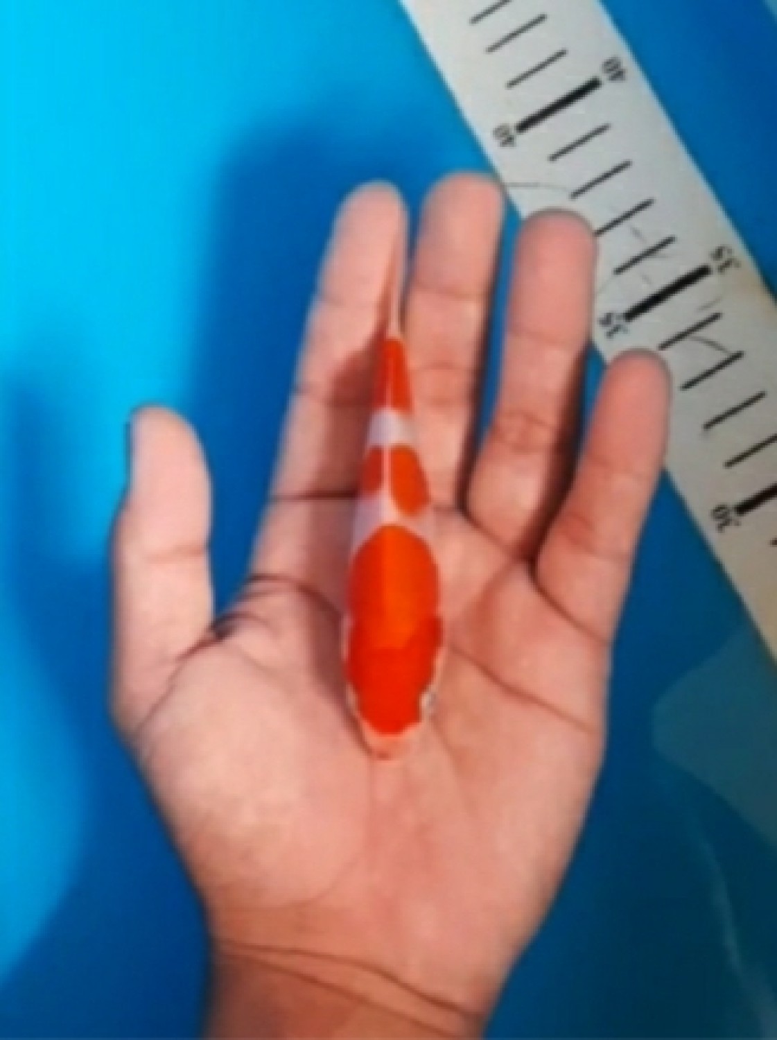 Juara 4