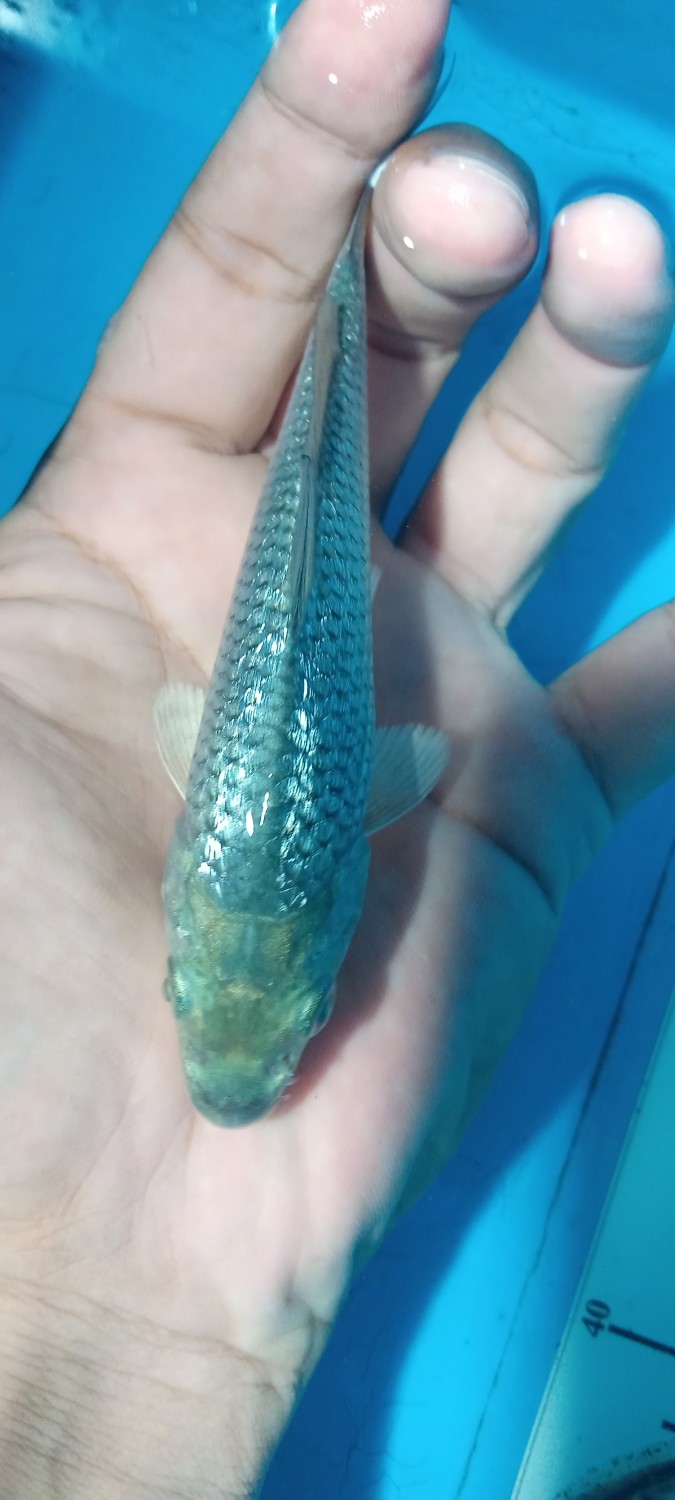 Juara 1