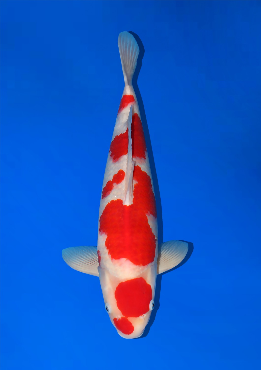 Best In Size A 51-55 Cm