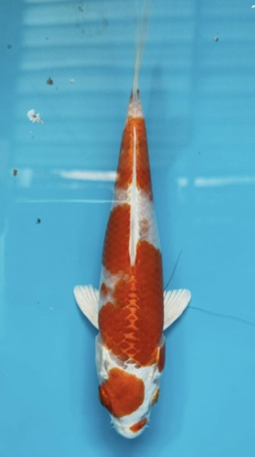 Juara 1
