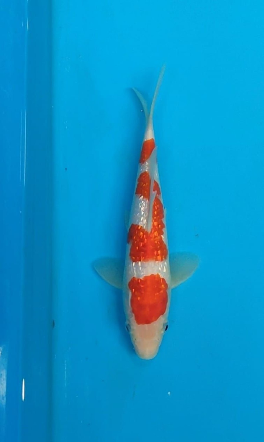 Juara 1