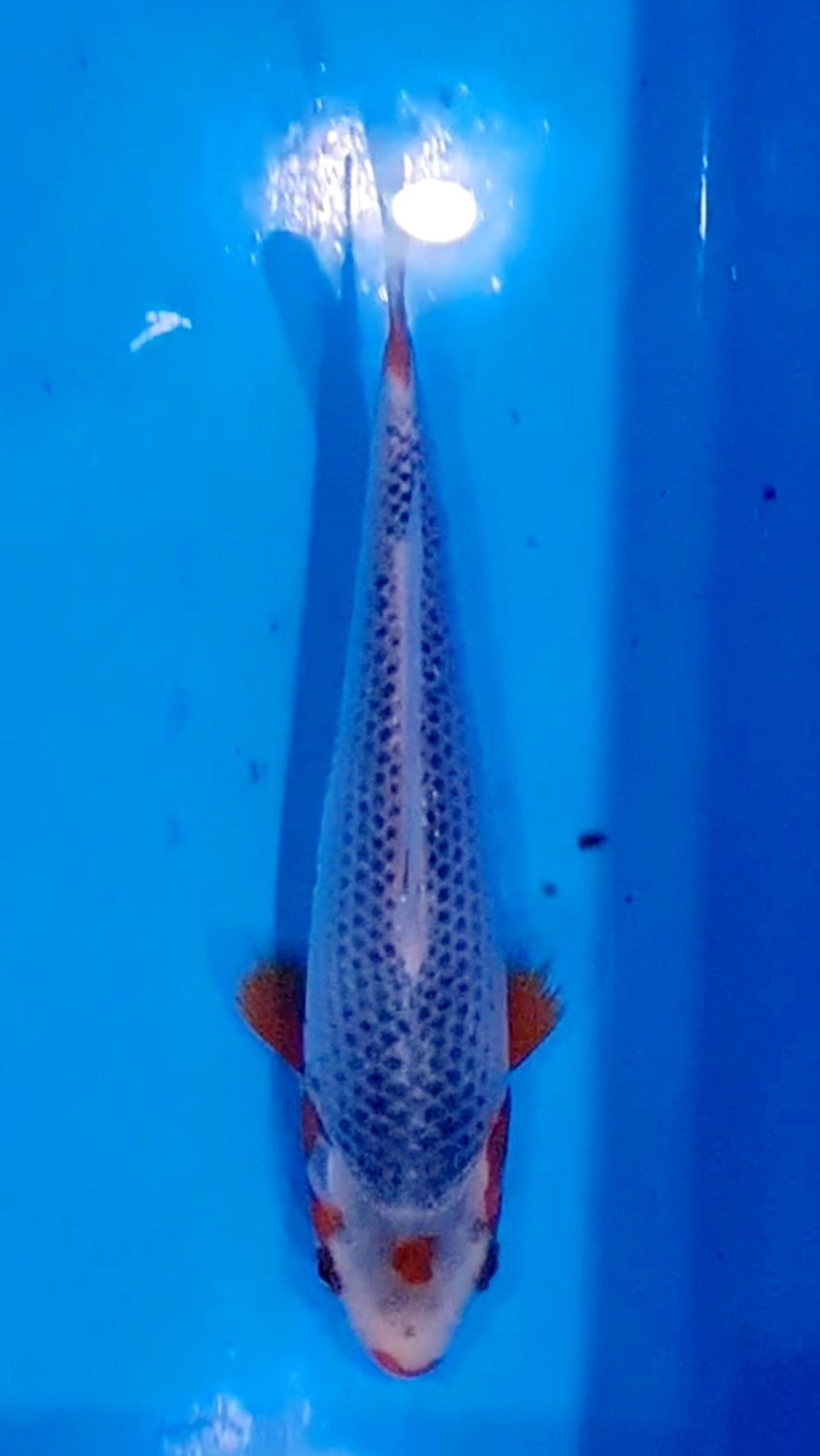 Best In Size D 16-20 Cm