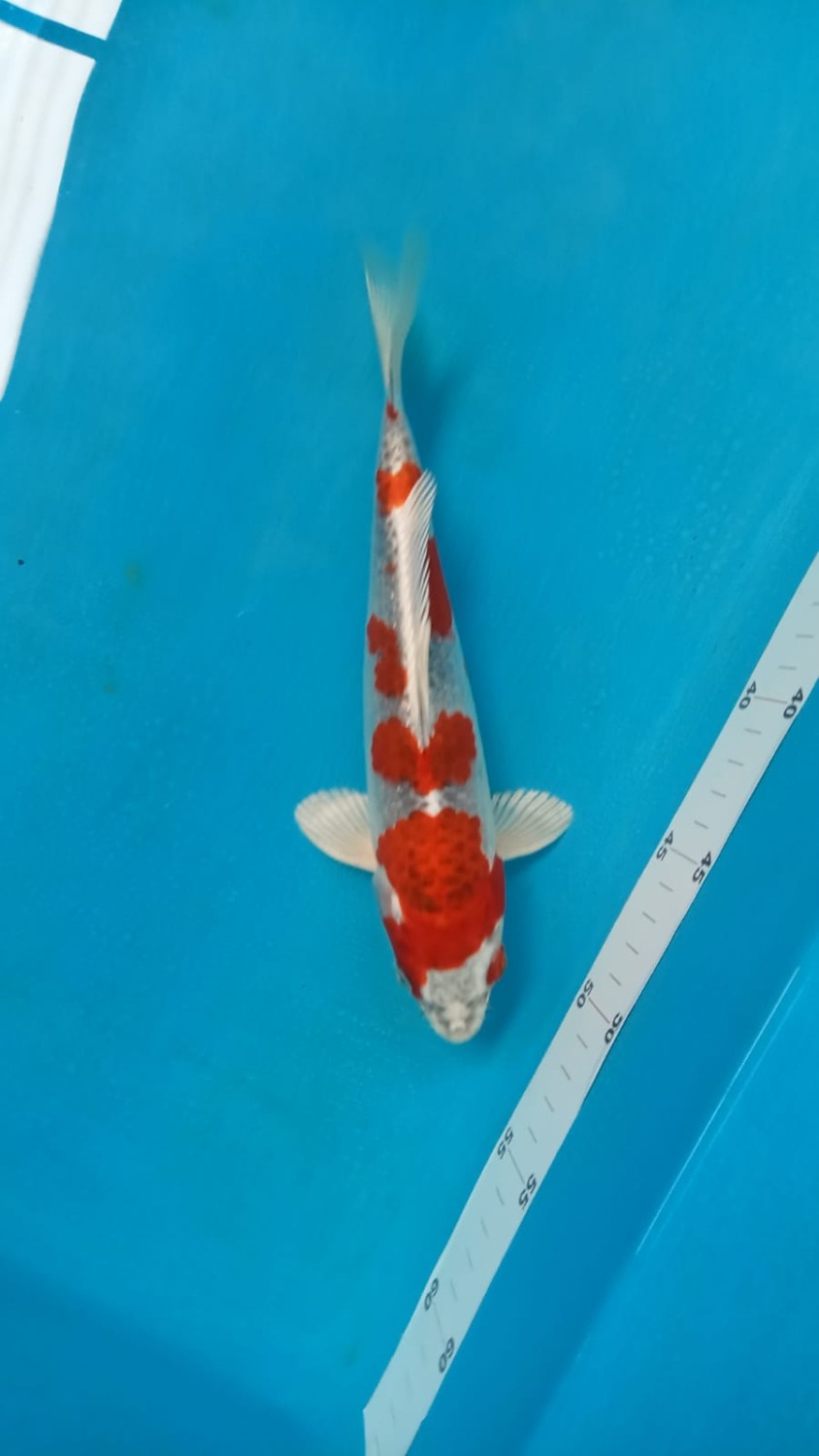 Juara 2