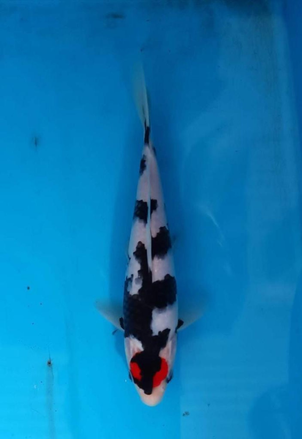 Juara 2