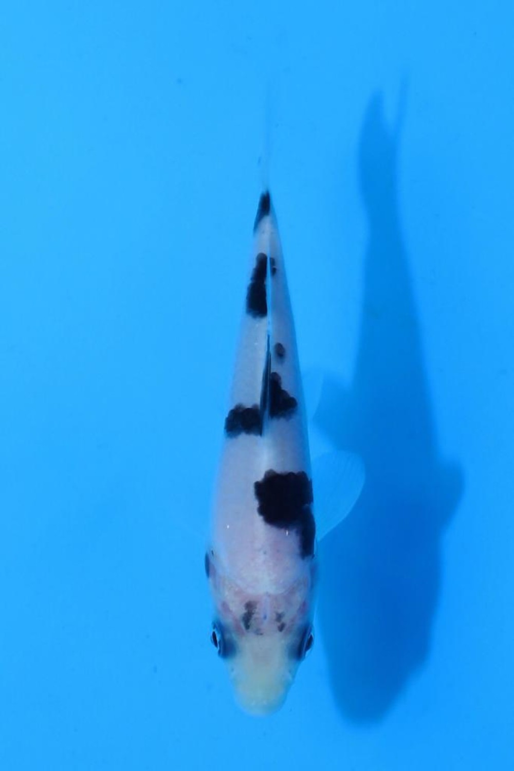 Juara 1