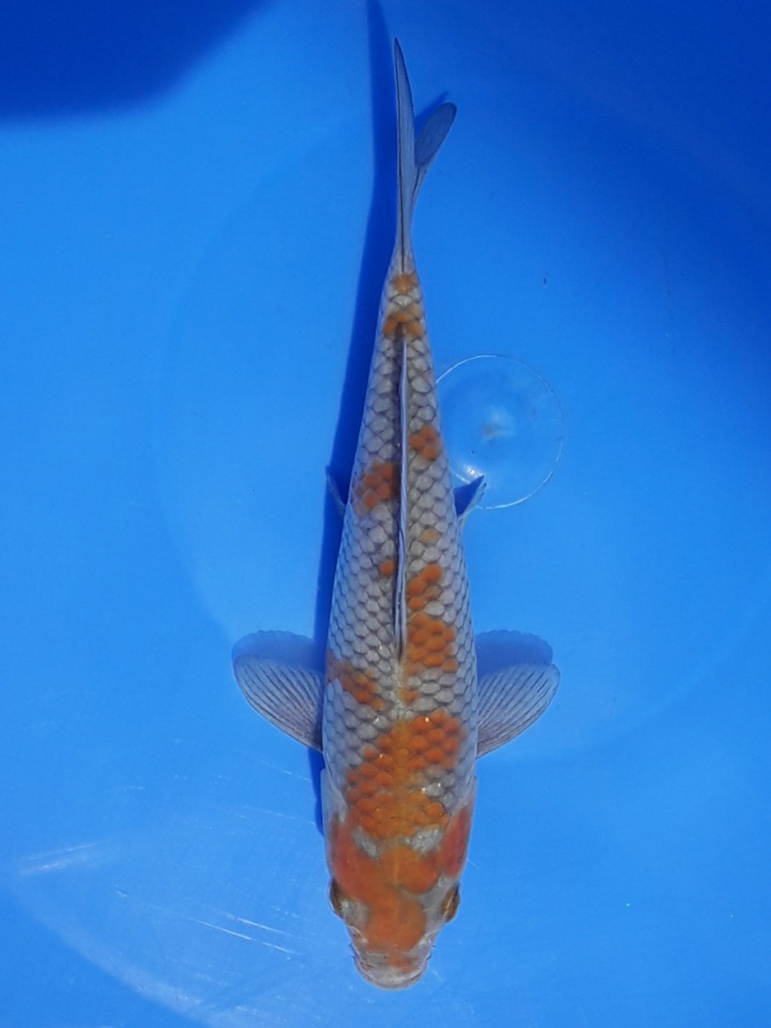 Juara 5