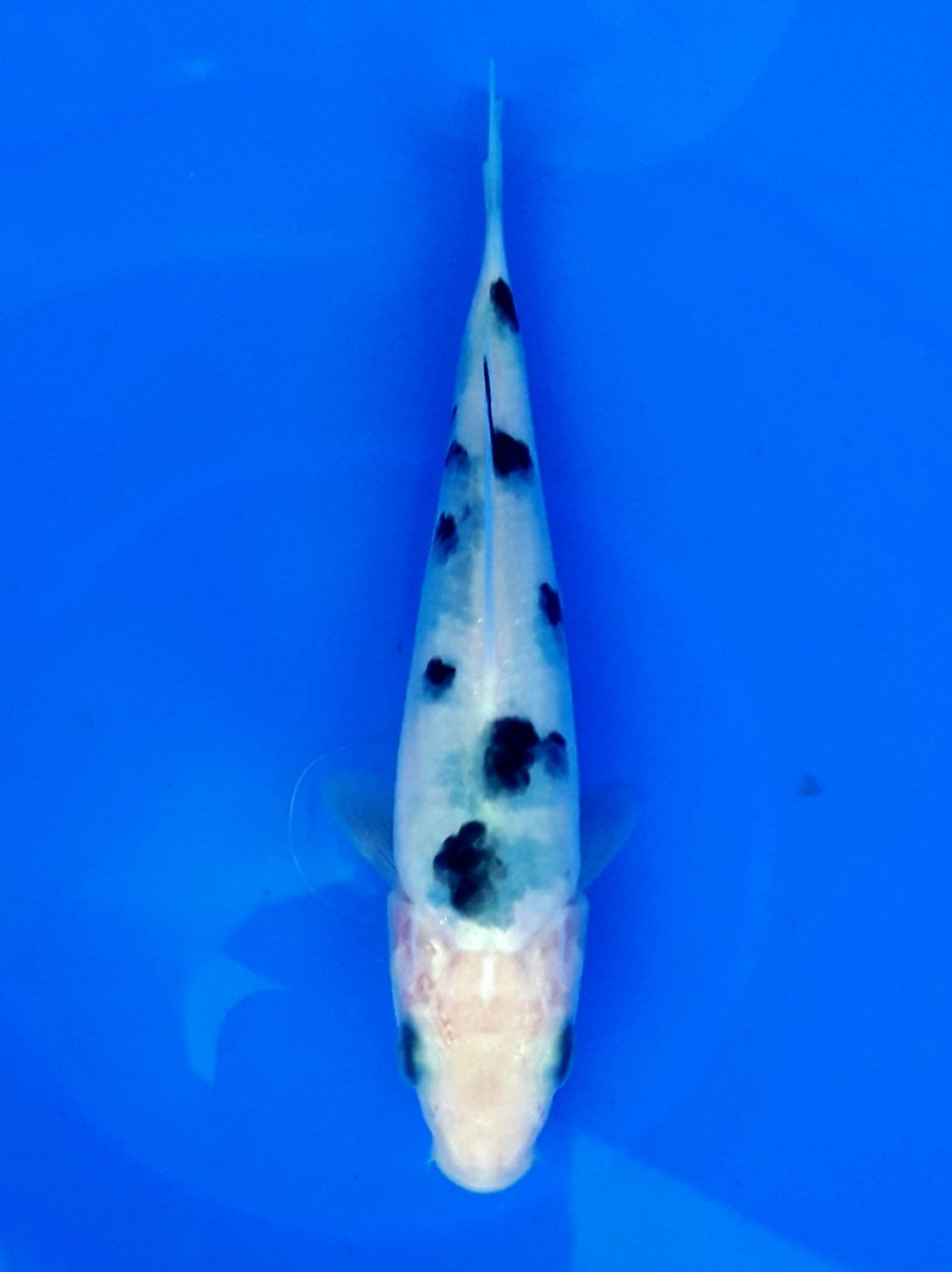 Juara 1