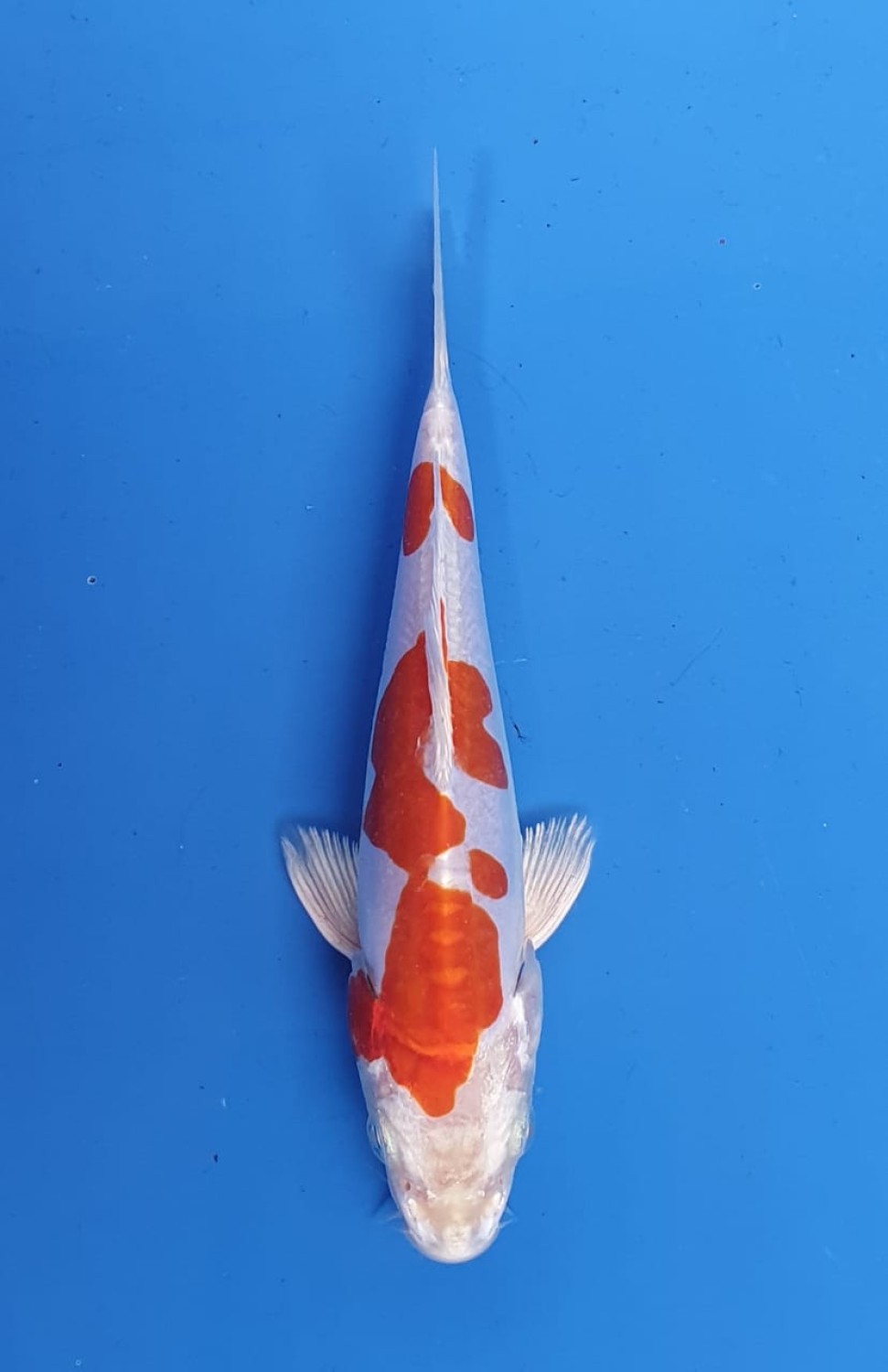 Juara 1