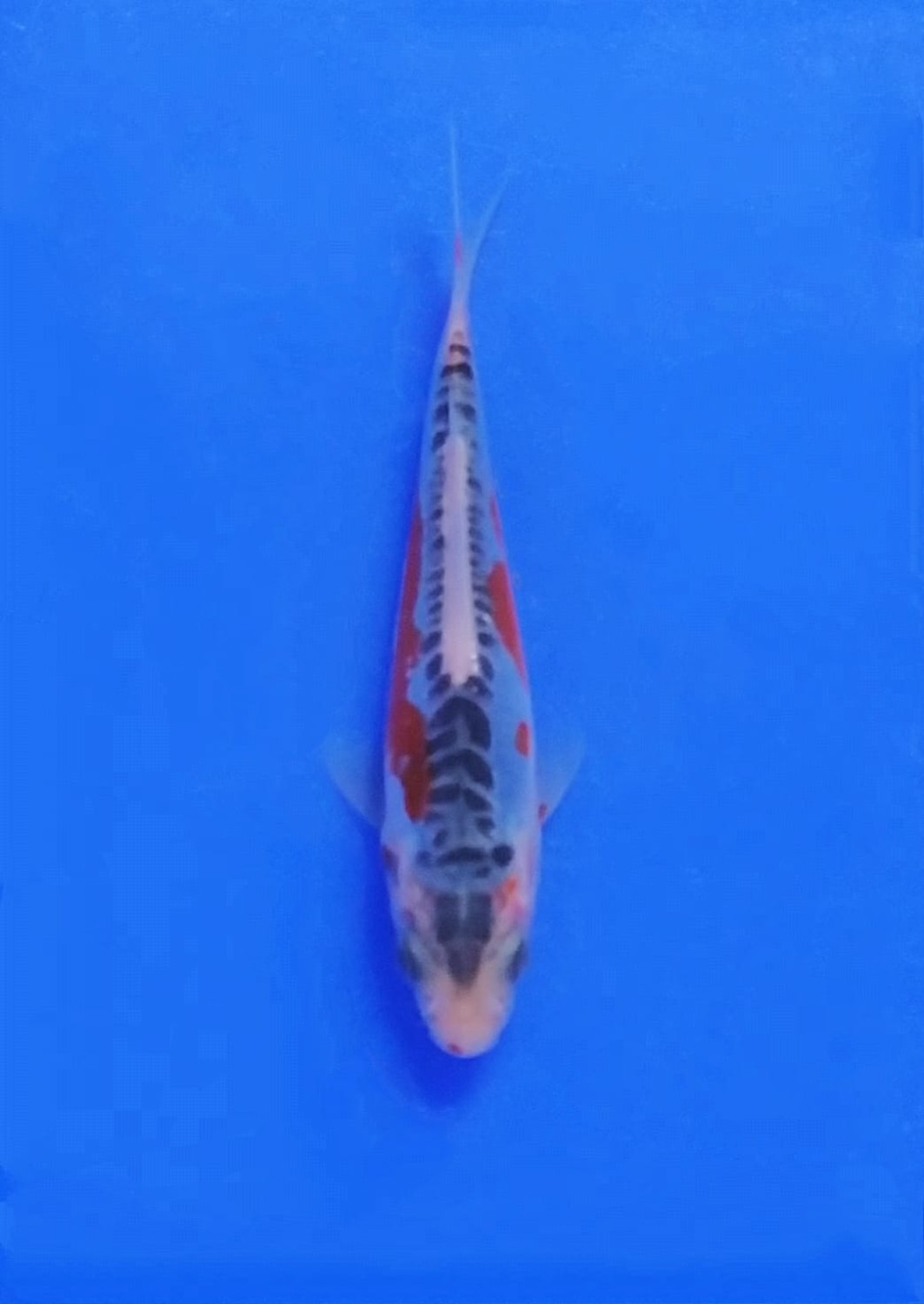 Juara 1