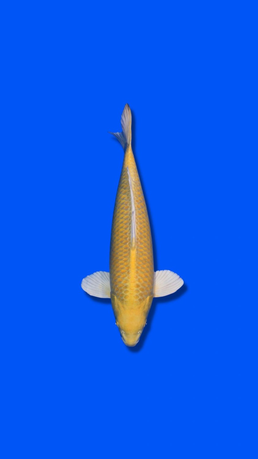 Juara 2