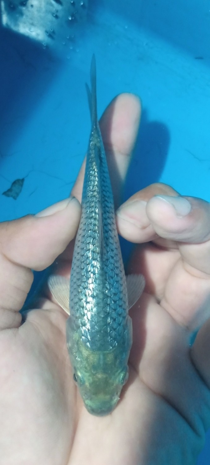 Juara 3