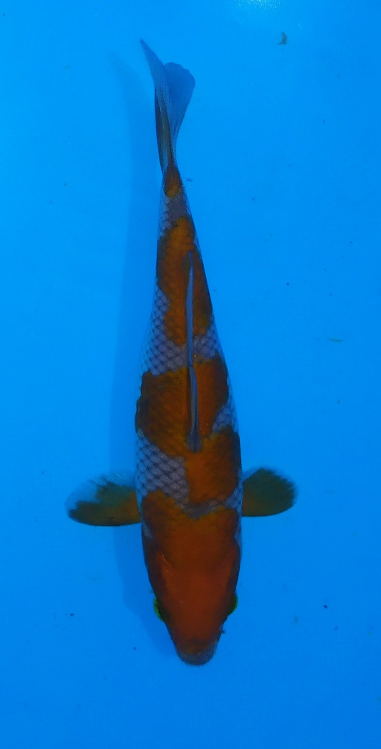 Juara 2