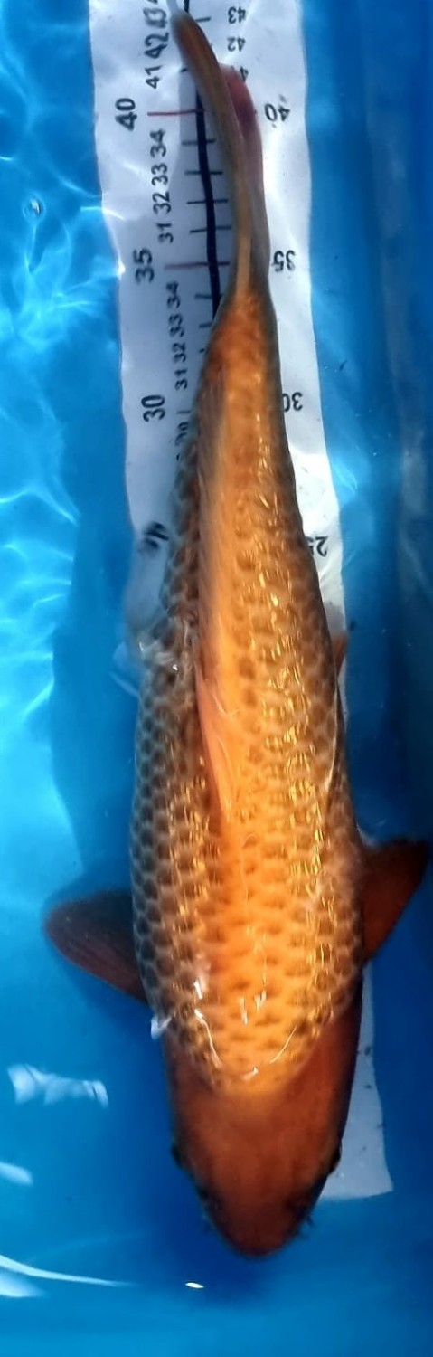Juara 3
