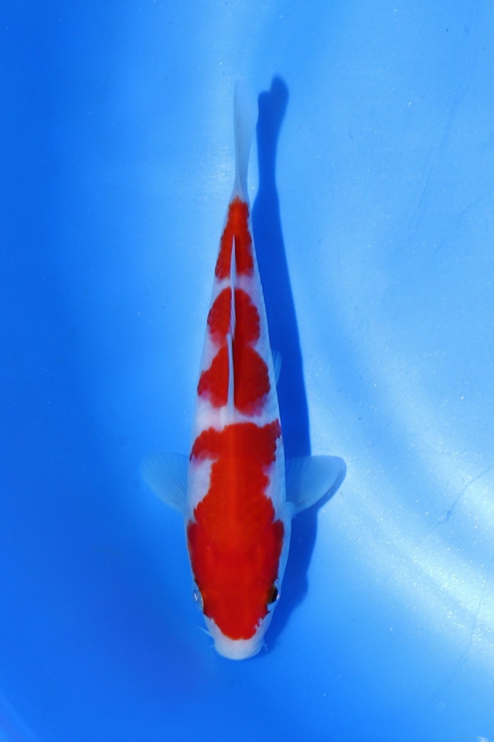 Juara 2