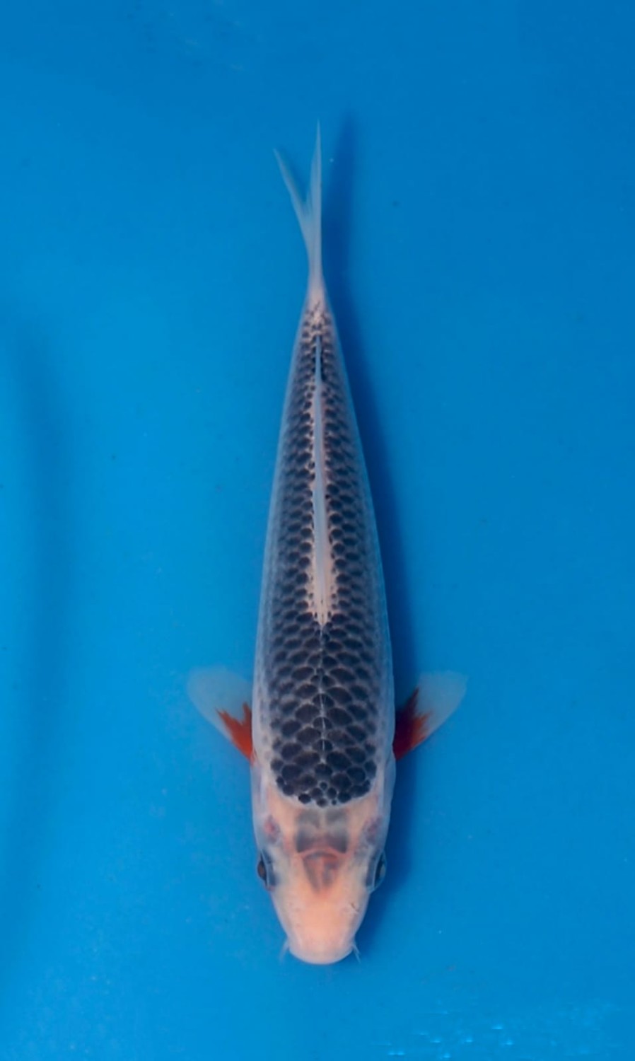 Juara 1