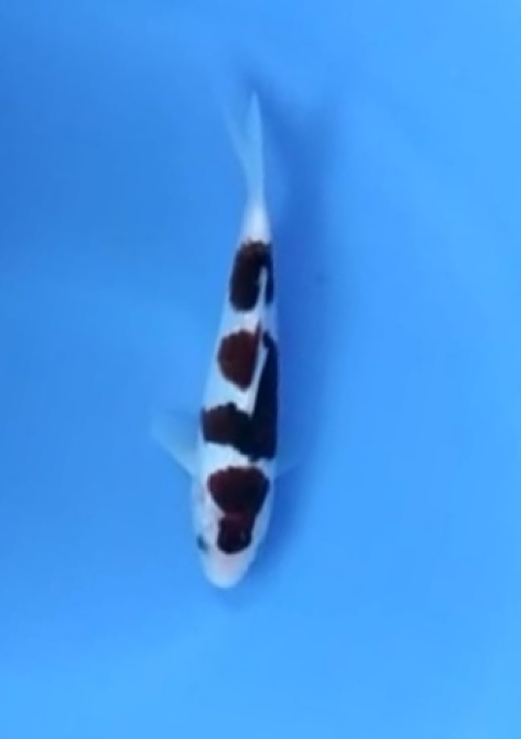 Juara 2